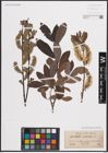 Foto von Salix cinerea L.